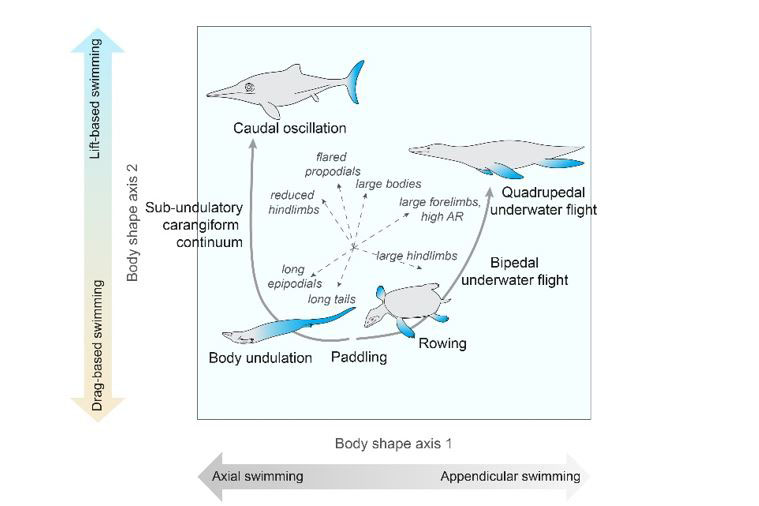 Sea-going reptiles from the Mesozoic era evolved a great diversity of body forms and sizes. Changes in their body and limb anatomy throughout evolution are associated with swimming adaptations. The variety of locomotory modes in Mesozoic marine reptiles is illustrated by (bottom-to-top) an early mosasauroid, a placodont, a plesiosaur and a fish-shaped ichthyosaur.
